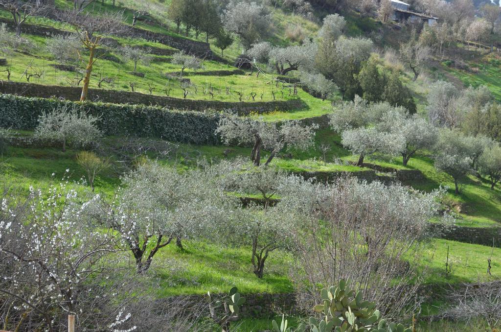 Villa Della Mimosa Alia Kültér fotó
